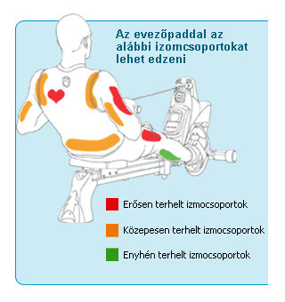 Az evezőgép összetett hatása nemcsak a teljes testet átmozgatja, de javítja a légzésfunkciót, valamint a szív-és érrendszert, azaz a keringést.