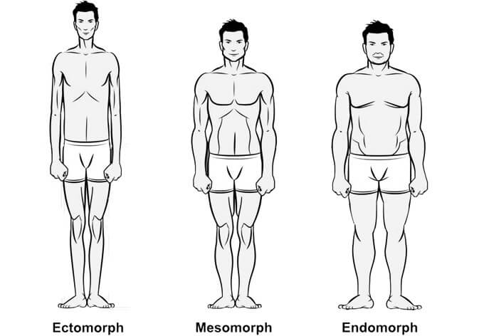 test tipusok izomtomeg fajtak